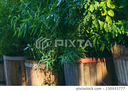 Plants in wooden planters promote sustainability and environmental protection in urban spaces Plants in wooden planters promote sustainability and environmental protection in urban spaces 130935777