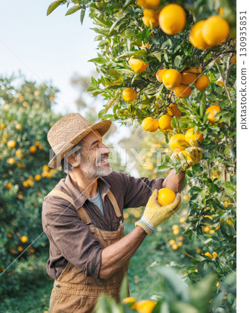 A professional, smiling farmer in a straw hat and work gloves is captured in a detailed shot as he harvests ripe oranges from a tree in an orchard, highlighting themes of agriculture, organic food 130935851