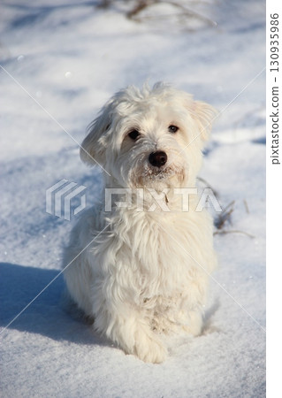 Cute Maltipoo dog playing outdoors in winter. Maltipoo dog stands on the snow Cute Maltipoo dog playing outdoors in winter. Maltipoo dog stands on the snow 130935986