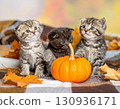 A group of kittens playing with a small pumpkin on a plaid blanket surrounded by autumn leaves indoors. 130936171