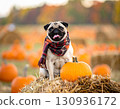 A pug wearing a plaid scarf cheerfully sitting on a hay bale at an autumn festival surrounded by pumpkins. 130936172