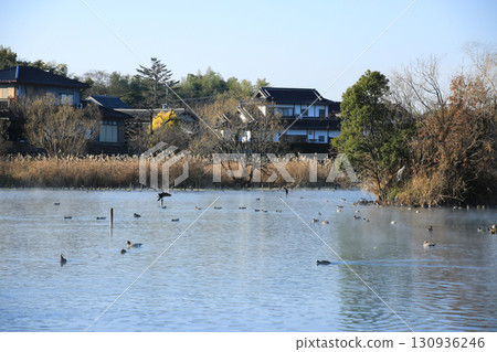 Ukishima Pond, Kashima Town, Kumamoto Prefecture 130936246