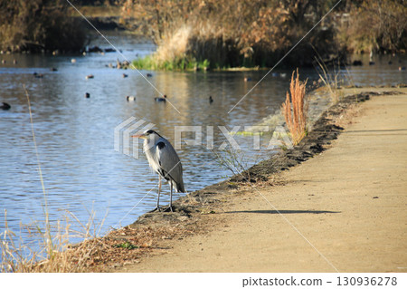 Ukishima Pond, Kashima Town, Kumamoto Prefecture 130936278