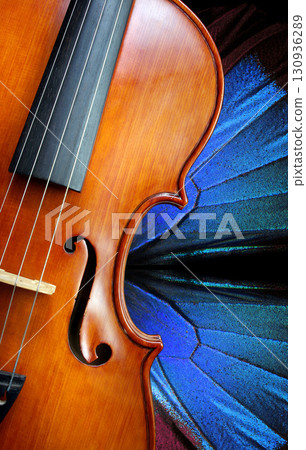 violin and wings of the Ulysses butterfly     violin and wings of the Ulysses butterfly     130936289