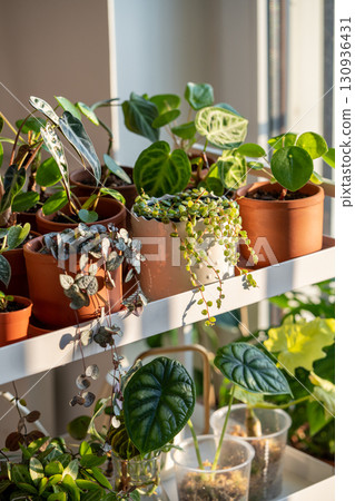 Sprouts plants in terracotta pots on cart at home. Houseplant cuttings in plastic cups with moss 130936431