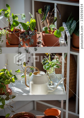 Small sprout plants in terracotta pots on cart at home. Watering can and flowerpots, houseplants 130936434