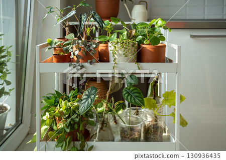 Sprouts plants in terracotta pots on cart at home. Houseplant cuttings in plastic cups with moss Sprouts plants in terracotta pots on cart at home. Houseplant cuttings in plastic cups with moss 130936435