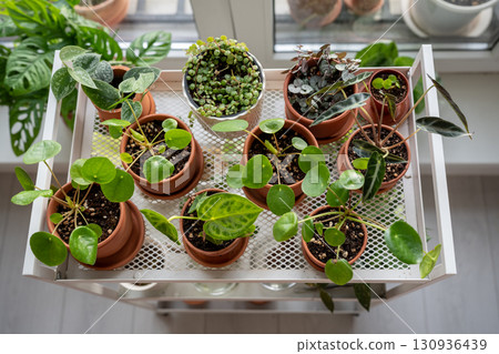 Sprouts plants in terracotta pots on cart at home. Houseplant after replanting into new flowerpot Sprouts plants in terracotta pots on cart at home. Houseplant after replanting into new flowerpot 130936439