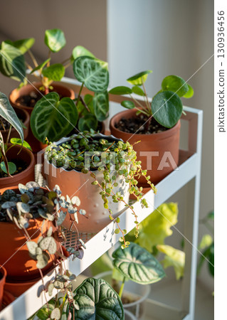 Small sprouts plants in terracotta pots on cart at home. Indoor gardening, greenery at living room 130936456