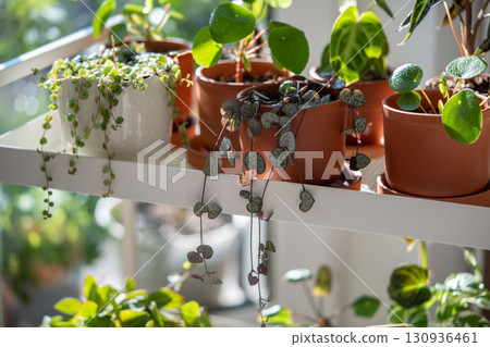 Small sprouts plants in terracotta pots after transplanting at home. Indoor gardening, plant lovers. Small sprouts plants in terracotta pots after transplanting at home. Indoor gardening, plant lovers. 130936461