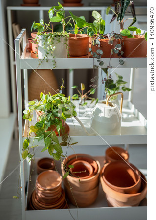 Small sprouts of house plants in terracotta pots on cart at home. Indoor gardening, hobbies concept. Small sprouts of house plants in terracotta pots on cart at home. Indoor gardening, hobbies concept. 130936470