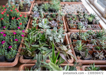 Succulent plant in small plastic pots in flower shop top view. Plant store concept 130936472
