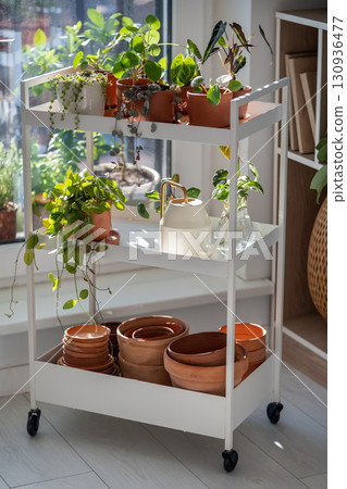 Small sprout plants in terracotta pots on cart at home. Watering can and flowerpots, houseplants Small sprout plants in terracotta pots on cart at home. Watering can and flowerpots, houseplants 130936477