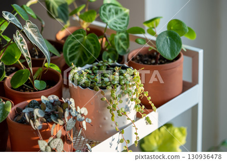 Small sprouts plants in terracotta pots on cart at home. Indoor gardening, greenery at living room Small sprouts plants in terracotta pots on cart at home. Indoor gardening, greenery at living room 130936478