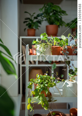 Small plants in terracotta pots on cart at home. Houseplant pilea, ceropegia, dischidia on shelfs Small plants in terracotta pots on cart at home. Houseplant pilea, ceropegia, dischidia on shelfs 130936488