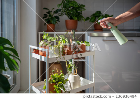 Man spraying sprouts of plant in terracotta pot. Greenery at home, indoor gardening. Plant lovers Man spraying sprouts of plant in terracotta pot. Greenery at home, indoor gardening. Plant lovers 130936494