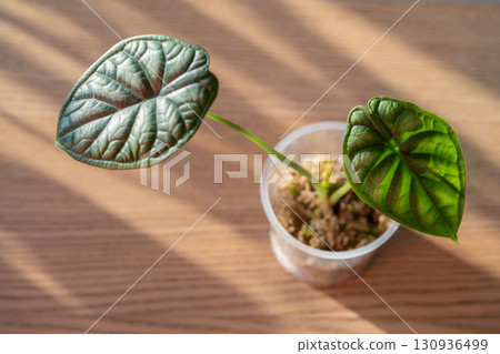 Closeup of sprout Alocasia Dragon Scale cuttings with roots in plastic cup with moss top view 130936499
