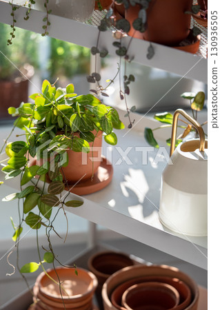 Plants in terracotta pots on cart at home. Watering can and flowerpots, houseplants Plants in terracotta pots on cart at home. Watering can and flowerpots, houseplants 130936505