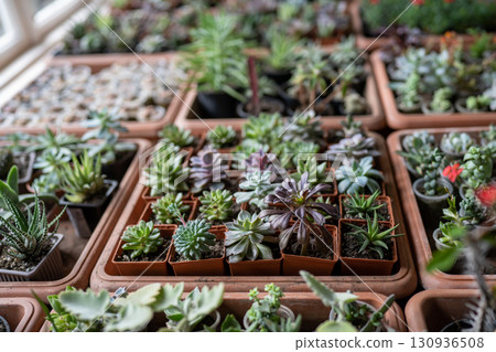 Succulent plant in small plastic pots in flower shop top view. Plant store concept 130936508