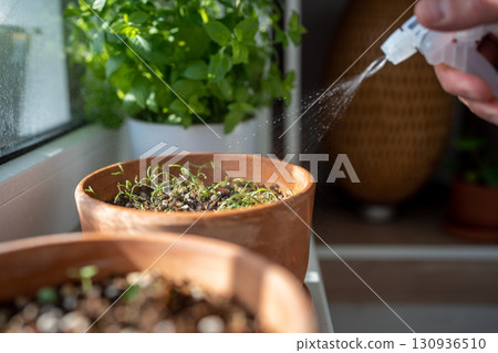 Man sprays herb seedlings growing in terracotta pot. Greenery at home, home gardening. Plant lovers Man sprays herb seedlings growing in terracotta pot. Greenery at home, home gardening. Plant lovers 130936510