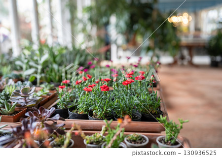 Flowers and houseplants in small plastic pots in flower shop top view. Plant store concept Flowers and houseplants in small plastic pots in flower shop top view. Plant store concept 130936525