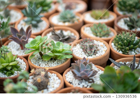Succulent plant in small terracotta pots in flower shop closeup. Home gardening concept. Succulent plant in small terracotta pots in flower shop closeup. Home gardening concept. 130936536
