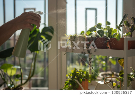 Man spraying sprouts of plant in clay pot moisturizes air surround leaves during hot summer season 130936557
