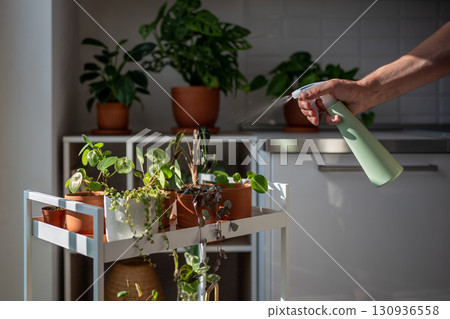Man spraying sprouts of plant in terracotta pot. Greenery at home, indoor gardening. Plant lovers 130936558