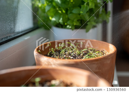 Person sprays herb seedlings growing in terracotta pot. Greenery at home, home gardening.  130936560