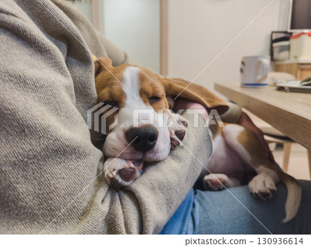 Unrecognizable woman holding cute sleeping puppy dog beagle at home indoor. Owner girl stroking holding little pet dog friend. Love for pets friendship support team companion pet care 130936614