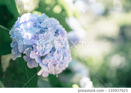 Blue hydrangeas at Sogo Memorial Hall 130937925