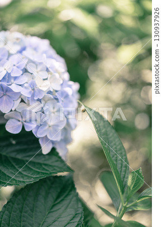 Blue hydrangeas at Sogo Memorial Hall Blue hydrangeas at Sogo Memorial Hall 130937926