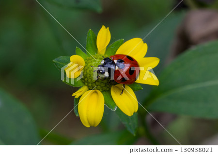 瓢蟲 瓢蟲 130938021