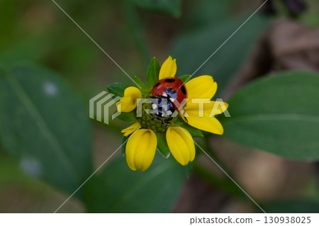 Ladybird Ladybird 130938025
