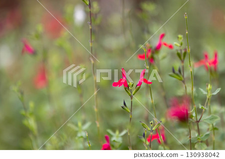 Cherry sage's red flower 130938042