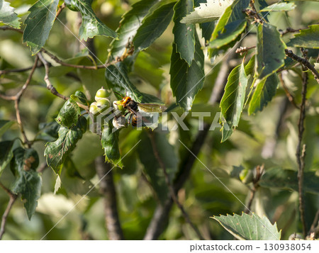 亞洲大黃蜂在橡子上休息 130938054
