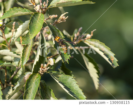 亞洲大黃蜂在樹葉上休息 130938115