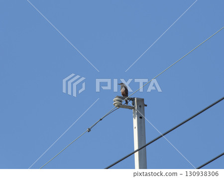 A Rock Thrush standing on top of a telegraph pole 130938306