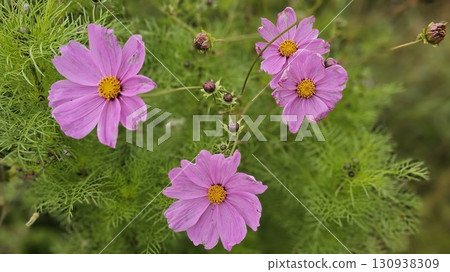 Close-up of vibrant pink cosmos flowers 130938309