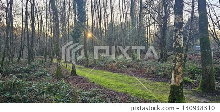 Sunlight filters through tall bare trees in a forest 130938310