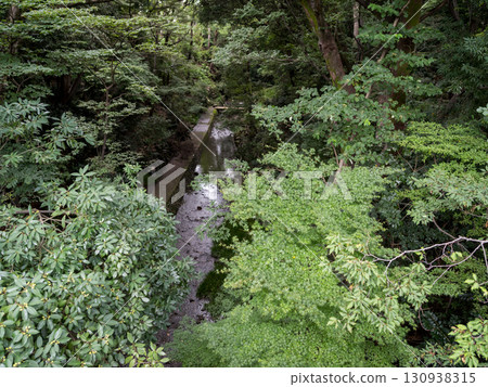 【等等力溪谷】夏季紅葉尚未落下,東京的溪谷 【等等力溪谷】夏季紅葉尚未落下,東京的溪谷 130938315