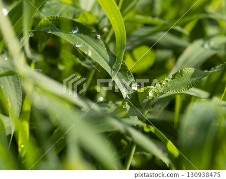 晨露閃耀的田野風景 晨露閃耀的田野風景 130938475