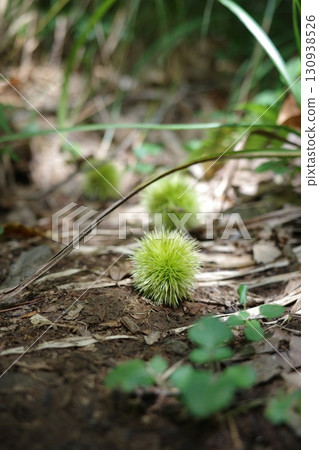 In late summer, chestnut burrs fall to the forest floor, signaling the change of seasons. In late summer, chestnut burrs fall to the forest floor, signaling the change of seasons. 130938526