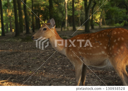 奈良縣春日大社原始森林中的野鹿 130938528