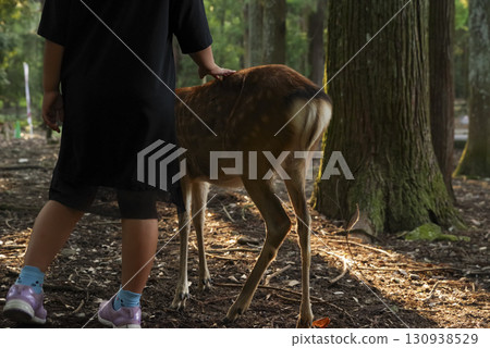 奈良縣春日大社原始森林中的野鹿 130938529