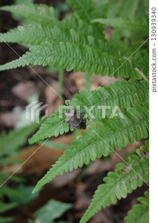 一隻褐色的蝽象棲息在蘇鐵的嫩葉上。綠葉與蝽象交相輝映,令人聯想到春夏鄉村的活力勃勃。 一隻褐色的蝽象棲息在蘇鐵的嫩葉上。綠葉與蝽象交相輝映,令人聯想到春夏鄉村的活力勃勃。 130939340