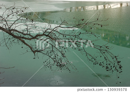 翠綠色的沼澤 130939378