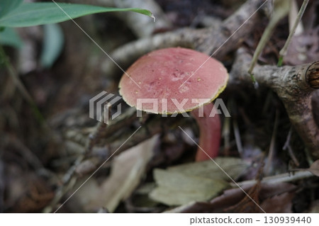 The bright red color of the red boletus is particularly eye-catching. It is a beautiful mushroom that brightens up the forests from summer to autumn. 130939440