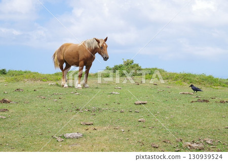 隱岐國賀海岸上吃草的馬和烏鴉的對話 130939524