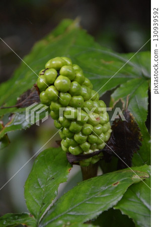 Mamushigusa的果實（山梨縣富士法庫里山/富士吉田市） 130939592
